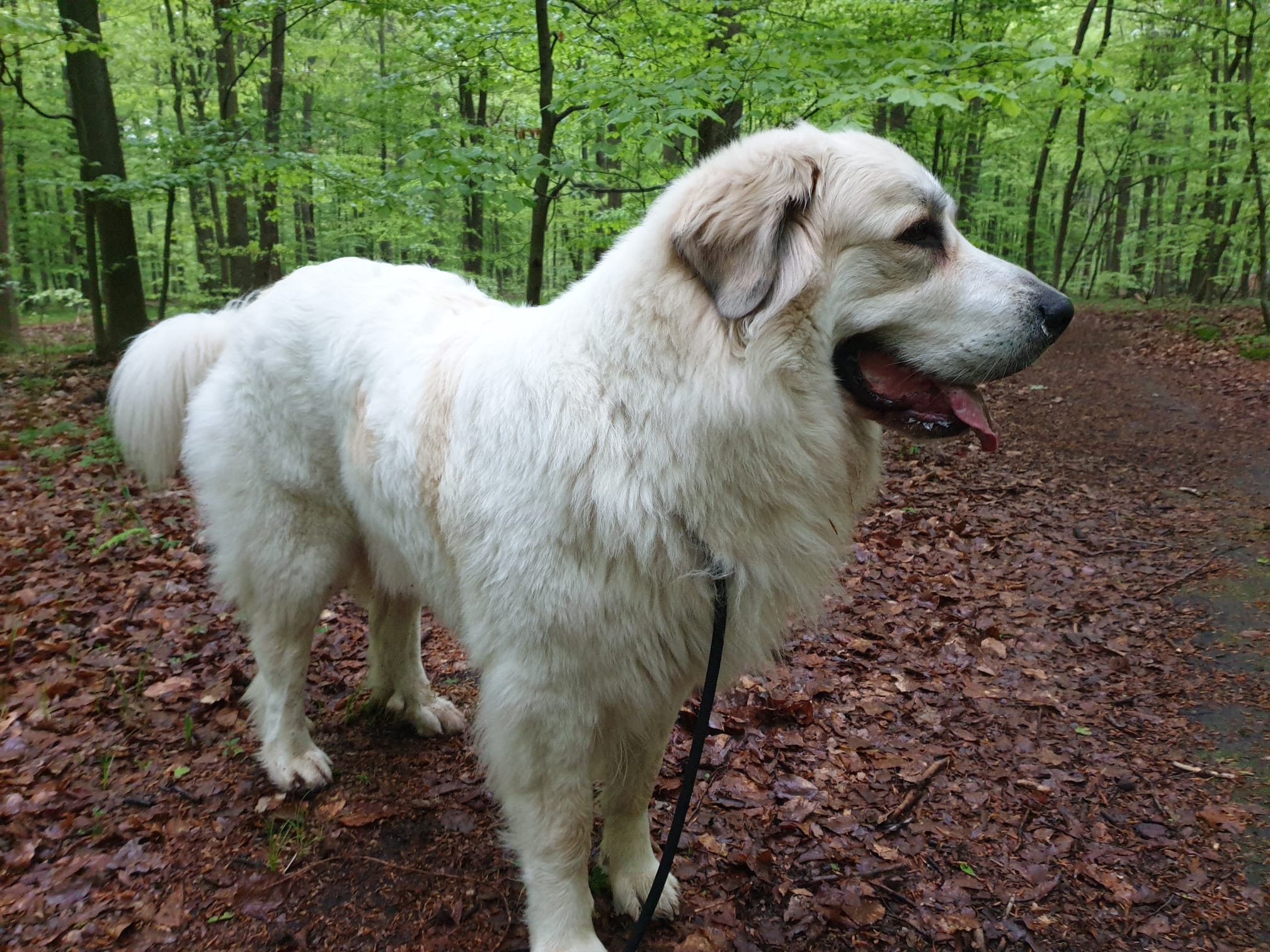 Pyrenean Mastiff puppy