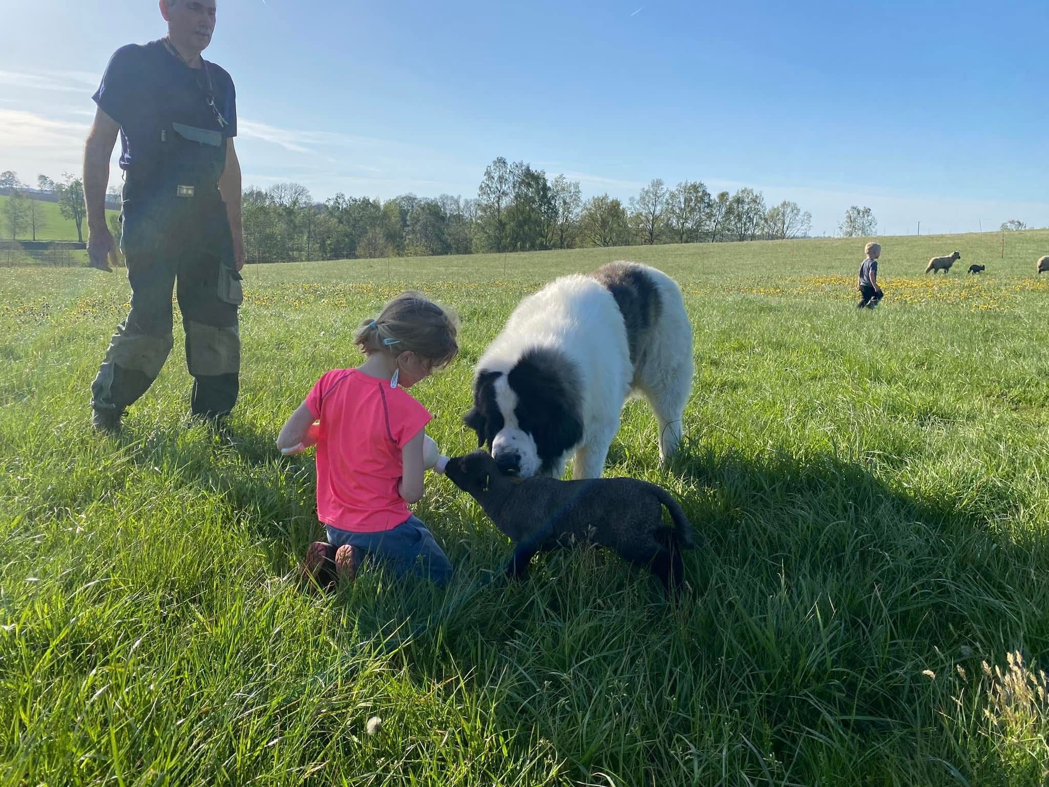 Pyrenean Mastiff temperament