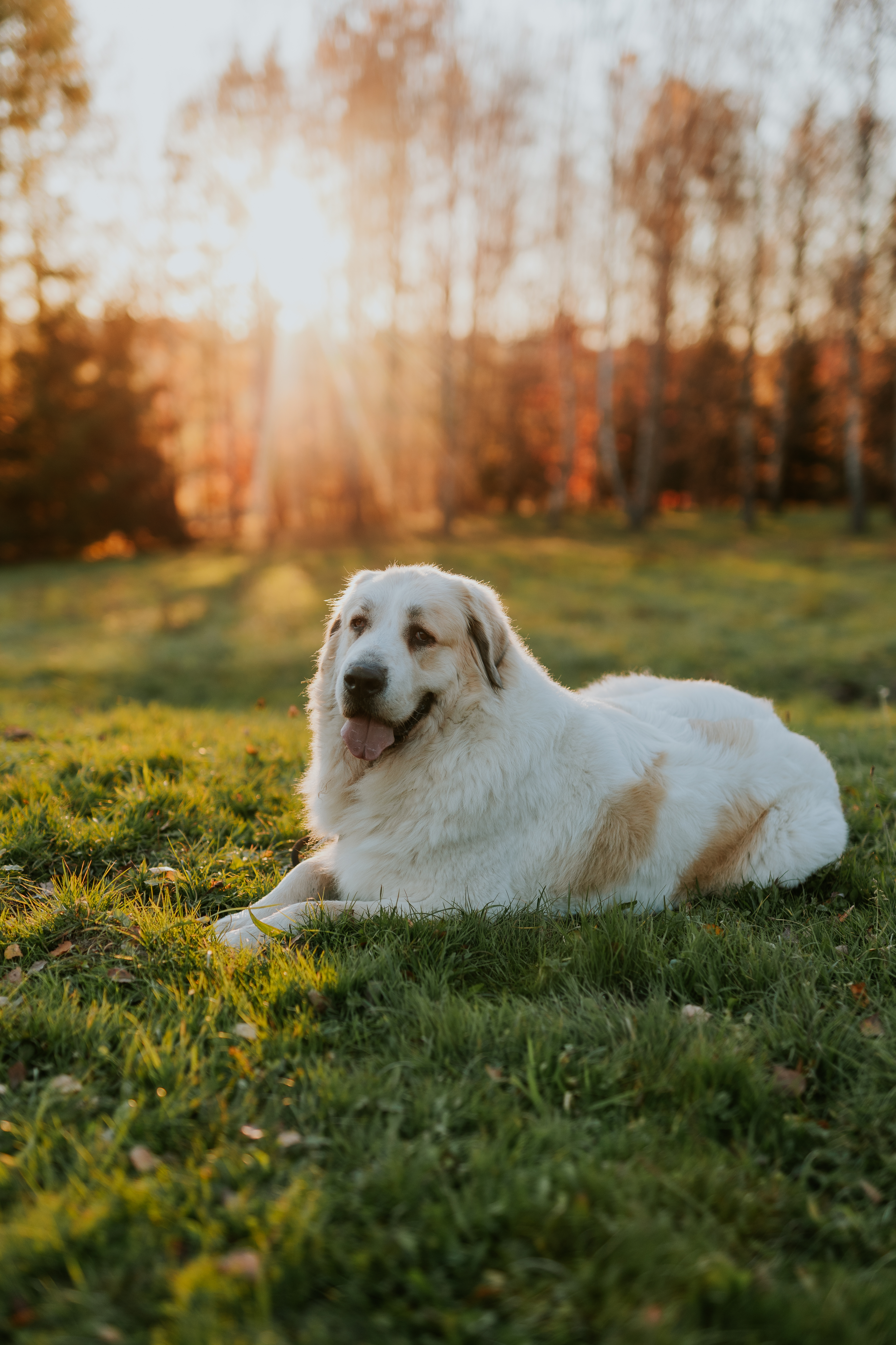 Pyrenean Mastiff on a walk